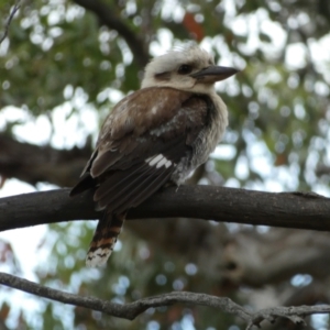 Dacelo novaeguineae at Jerrabomberra, NSW - 3 Jan 2022