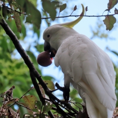 Cacatua galerita (Sulphur-crested Cockatoo) at Gordon, ACT - 3 Jan 2022 by RodDeb