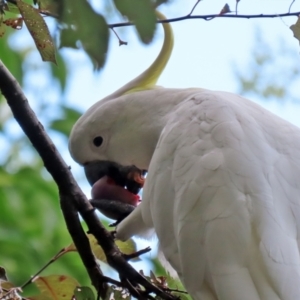 Cacatua galerita at Gordon, ACT - 3 Jan 2022