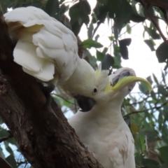 Cacatua galerita at Gordon, ACT - 3 Jan 2022