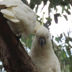 Cacatua galerita at Gordon, ACT - 3 Jan 2022