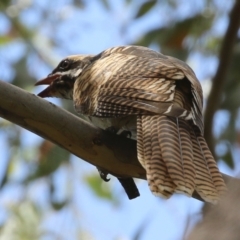 Eudynamys orientalis (Pacific Koel) at Gordon, ACT - 3 Jan 2022 by RodDeb