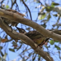 Eudynamys orientalis at Gordon, ACT - 3 Jan 2022