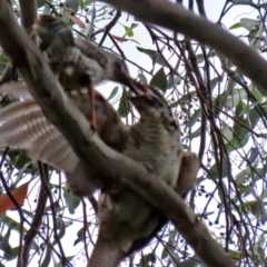 Eudynamys orientalis at Gordon, ACT - 3 Jan 2022