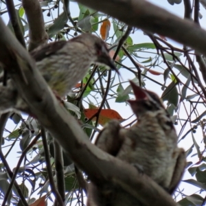 Eudynamys orientalis at Gordon, ACT - 3 Jan 2022