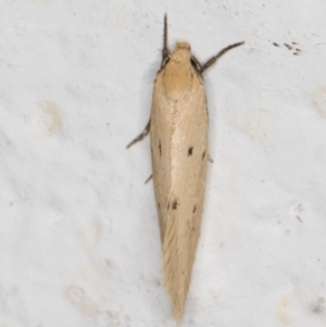 Oecophoridae provisional species 11 at Melba, ACT - 31 Oct 2021