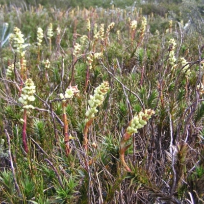 Dracophyllum continentis (Candle Heath) at Kosciuszko, NSW - 29 Dec 2021 by MatthewFrawley