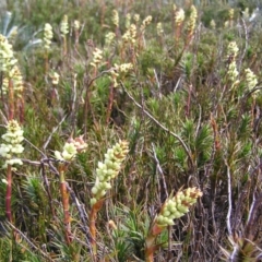 Dracophyllum continentis at Kosciuszko, NSW - 29 Dec 2021