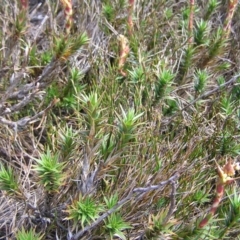 Dracophyllum continentis at Kosciuszko, NSW - 29 Dec 2021