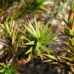 Dracophyllum continentis at Kosciuszko, NSW - 29 Dec 2021