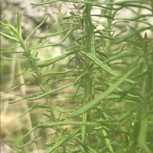 Cassinia aculeata subsp. aculeata at Rendezvous Creek, ACT - 22 Dec 2021