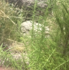 Cassinia aculeata subsp. aculeata at Rendezvous Creek, ACT - 22 Dec 2021 02:23 PM