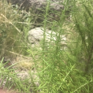Cassinia aculeata subsp. aculeata at Rendezvous Creek, ACT - 22 Dec 2021