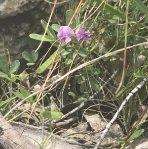 Glycine clandestina at Namadgi National Park - 22 Dec 2021