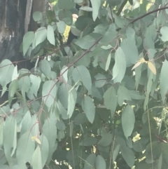 Eucalyptus dalrympleana subsp. dalrympleana (Mountain Gum) at Rendezvous Creek, ACT - 22 Dec 2021 by Tapirlord