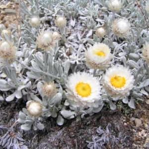 Leucochrysum alpinum at Kosciuszko, NSW - 29 Dec 2021