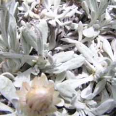 Leucochrysum alpinum at Kosciuszko, NSW - 29 Dec 2021