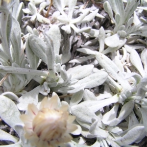 Leucochrysum alpinum at Kosciuszko, NSW - 29 Dec 2021