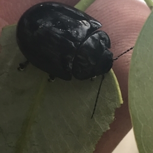 Paropsisterna morio at Rendezvous Creek, ACT - 22 Dec 2021 02:28 PM