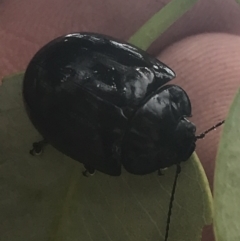 Paropsisterna morio at Rendezvous Creek, ACT - 22 Dec 2021 02:28 PM