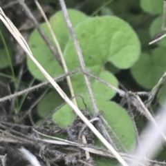 Dichondra repens (Kidney Weed) at Rendezvous Creek, ACT - 22 Dec 2021 by Tapirlord