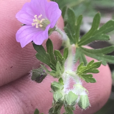 Geranium solanderi var. solanderi (Native Geranium) at Rendezvous Creek, ACT - 22 Dec 2021 by Tapirlord