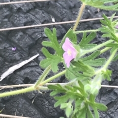 Geranium solanderi var. solanderi at Rendezvous Creek, ACT - 22 Dec 2021