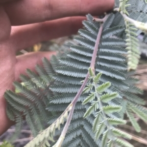 Acacia dealbata subsp. subalpina at Rendezvous Creek, ACT - 22 Dec 2021