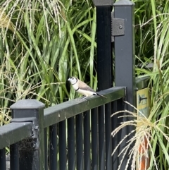 Stizoptera bichenovii (Double-barred Finch) at Murrumbateman, NSW - 3 Jan 2022 by SimoneC