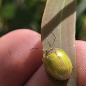 Paropsisterna hectica at Rendezvous Creek, ACT - 22 Dec 2021