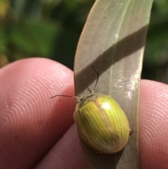 Paropsisterna hectica at Rendezvous Creek, ACT - 22 Dec 2021