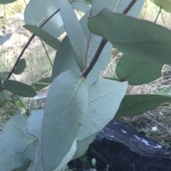 Eucalyptus dives at Rendezvous Creek, ACT - 22 Dec 2021 04:04 PM