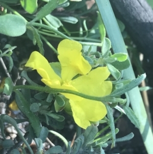 Hibbertia obtusifolia at Rendezvous Creek, ACT - 22 Dec 2021