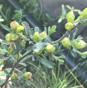 Hibbertia obtusifolia at Rendezvous Creek, ACT - 22 Dec 2021