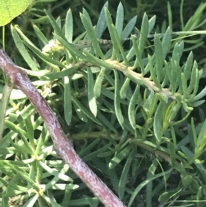 Persoonia chamaepeuce at Rendezvous Creek, ACT - 22 Dec 2021