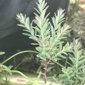 Acrothamnus hookeri at Rendezvous Creek, ACT - 22 Dec 2021 04:09 PM