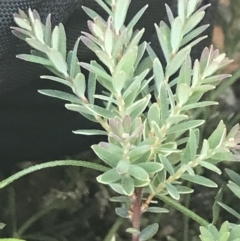 Acrothamnus hookeri at Rendezvous Creek, ACT - 22 Dec 2021 04:09 PM