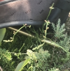 Acrothamnus hookeri at Rendezvous Creek, ACT - 22 Dec 2021