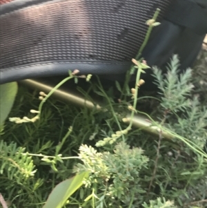 Acrothamnus hookeri at Rendezvous Creek, ACT - 22 Dec 2021