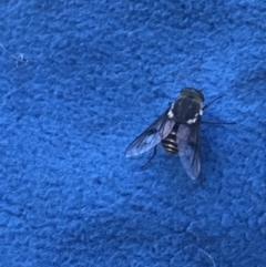 Tabanidae (family) (Unidentified march or horse fly) at Namadgi National Park - 22 Dec 2021 by Tapirlord