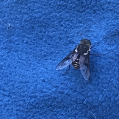 Tabanidae (family) (Unidentified march or horse fly) at Namadgi National Park - 22 Dec 2021 by Tapirlord