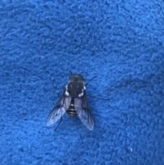 Tabanidae (family) at Rendezvous Creek, ACT - 22 Dec 2021 04:10 PM