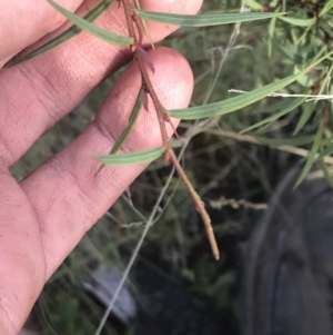 Acacia siculiformis at Rendezvous Creek, ACT - 22 Dec 2021 04:33 PM