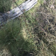 Acacia siculiformis at Rendezvous Creek, ACT - 22 Dec 2021