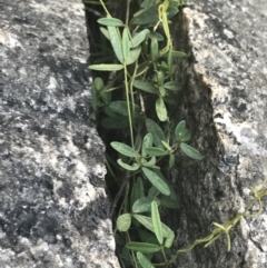 Glycine clandestina (Twining Glycine) at Rendezvous Creek, ACT - 22 Dec 2021 by Tapirlord