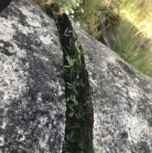 Glycine clandestina at Namadgi National Park - 22 Dec 2021 04:39 PM