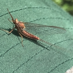 Ephemeroptera (order) (Unidentified Mayfly) at Namadgi National Park - 22 Dec 2021 by Tapirlord