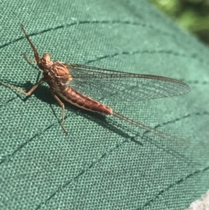 Ephemeroptera (order) at Rendezvous Creek, ACT - 22 Dec 2021