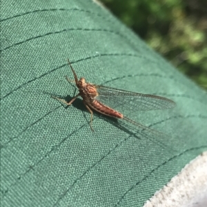 Ephemeroptera (order) at Rendezvous Creek, ACT - 22 Dec 2021 04:59 PM