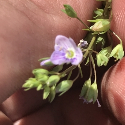 Veronica anagallis-aquatica (Blue Water Speedwell) at Rendezvous Creek, ACT - 22 Dec 2021 by Tapirlord